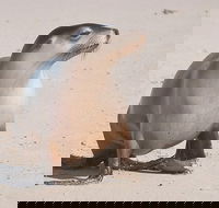 2-Day Kangaroo Island 4WD Small-Group Tour from Adelaide - Accommodation Directory