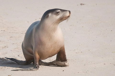 2-Day Kangaroo Island 4WD Small-Group Tour From Adelaide - Accommodation Directory 0