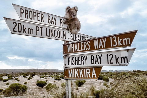Private Port Lincoln Day Tour: Tasting Eyre - Accommodation Directory 0