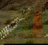 Flinders Ranges  Outback  3 Day Small Group Eco Safari - Accommodation Directory