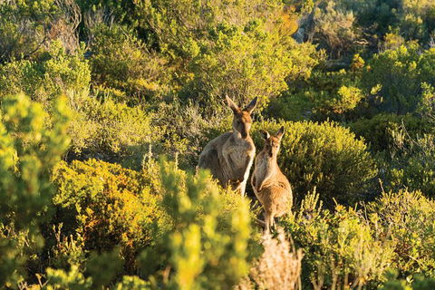 Coffin Bay Day Tour - A Taste Of Coffin Bay - Accommodation Directory 11