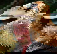 Kangaroo Island Wildlife Day Trip from Adelaide Including Seal Bay - Accommodation Directory