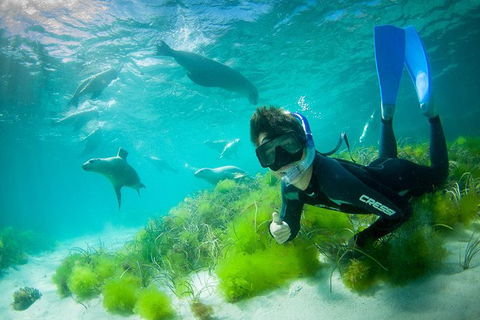 Half-Day Sea Lion Snorkeling Tour From Port Lincoln - Accommodation Directory 0