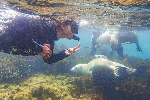 Half-Day Sea Lion Snorkeling Tour From Port Lincoln - Accommodation Directory 8