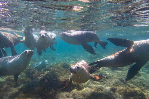 Half-Day Sea Lion Snorkeling Tour From Port Lincoln - Accommodation Directory 2