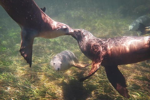 Half-Day Sea Lion Snorkeling Tour From Port Lincoln - Accommodation Directory 6