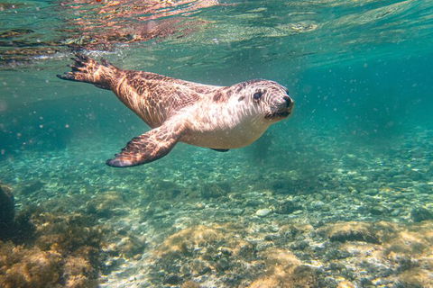 Half-Day Sea Lion Snorkeling Tour From Port Lincoln - Accommodation Directory 4