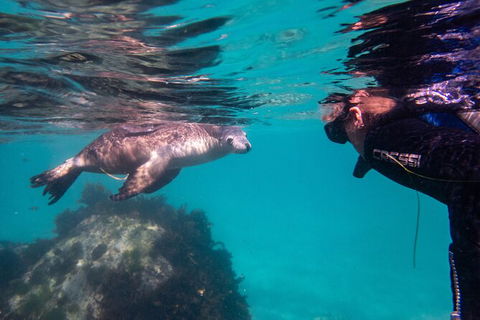 Half-Day Sea Lion Snorkeling Tour From Port Lincoln - Accommodation Directory 5