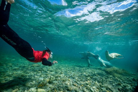 Half-Day Sea Lion Snorkeling Tour From Port Lincoln - Accommodation Directory 1