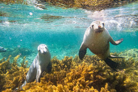 Half-Day Sea Lion Snorkeling Tour From Port Lincoln - Accommodation Directory 7