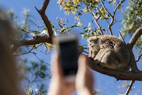 Exceptional Port Lincoln, Seafood And Wildlife Tour - Accommodation Directory 0