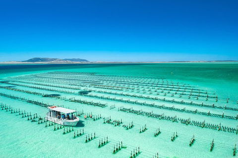 Experience Coffin Bay Short And Sweet Oyster Farm Tour - Accommodation Directory 5