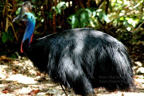 Daintree Rainforest, Cape Tribulation, Mossman Gorge In A Day - Accommodation Directory 1