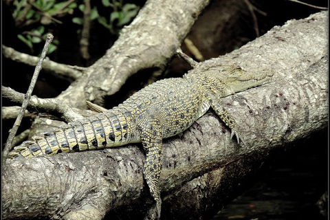 Daintree Rainforest, Cape Tribulation, Mossman Gorge In A Day - Accommodation Directory 4