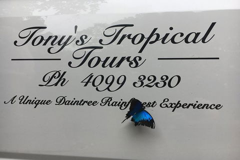Daintree Rainforest, Cape Tribulation, Mossman Gorge In A Day - Accommodation Directory 7