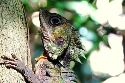 Daintree Rainforest, Cape Tribulation, Mossman Gorge In A Day - Accommodation Directory 8