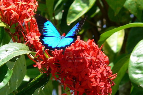 Daintree Rainforest, Cape Tribulation, Mossman Gorge In A Day - Accommodation Directory 9