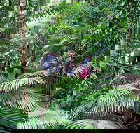 Full Day Daintree Rainforest and Mossman Gorge Tour - Accommodation Directory
