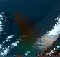 Hervey Bay Whale Watching Experience - Accommodation Directory