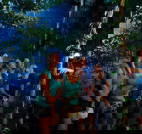 Daintree Rainforest Night Walk from Cape Tribulation - Accommodation Directory