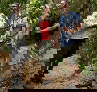 Mossman Gorge Dreamtime Walk and Low Isles Snorkeling and Sailing Cruise - Accommodation Directory