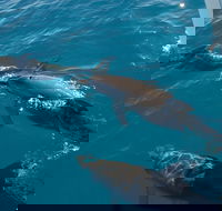 Fraser Island  Dolphin Sailing Adventure - Accommodation Directory