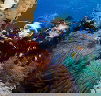 Quicksilver Dive 4 Day PADI Learn to Dive Course - Accommodation Directory