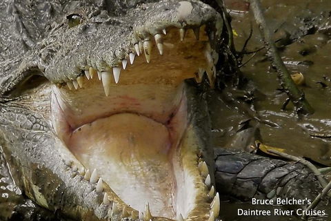 1-Hour Daintree River Wildlife Cruise - Accommodation Directory 1