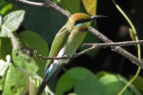 1-Hour Daintree River Wildlife Cruise - Accommodation Directory 12