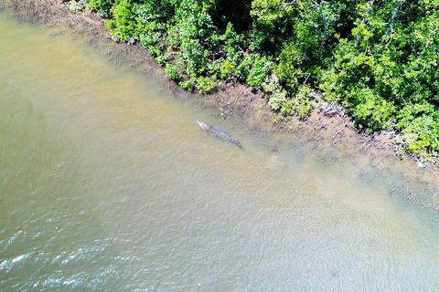 1-Hour Daintree River Wildlife Cruise - Accommodation Directory 11