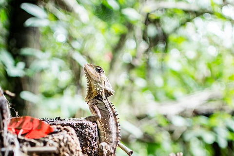 1-Hour Daintree River Wildlife Cruise - Accommodation Directory 8