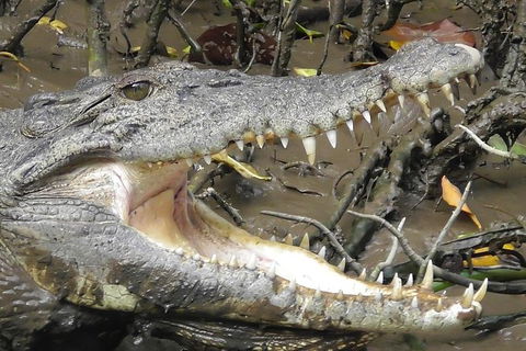 1-Hour Daintree River Wildlife Cruise - Accommodation Directory 4