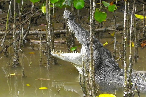 1-Hour Daintree River Wildlife Cruise - Accommodation Directory 2