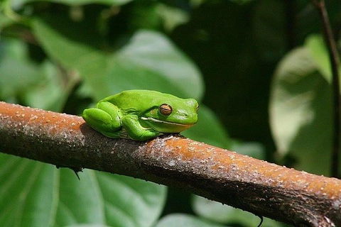 1-Hour Daintree River Wildlife Cruise - Accommodation Directory 10