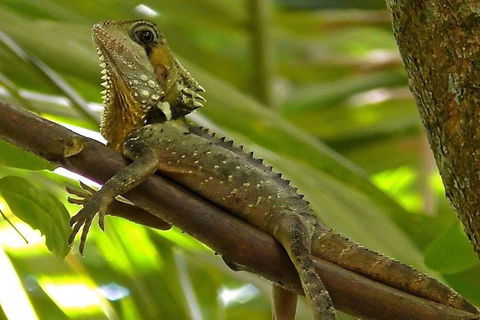1-Hour Daintree River Wildlife Cruise - Accommodation Directory 7