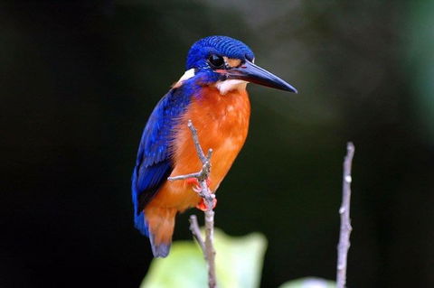 1-Hour Daintree River Wildlife Cruise - Accommodation Directory 6