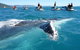 Whitsundays Jet Ski Tour - thumb 20