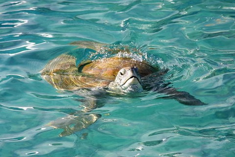 Whitsundays Jet Ski Tour - Accommodation Directory 10