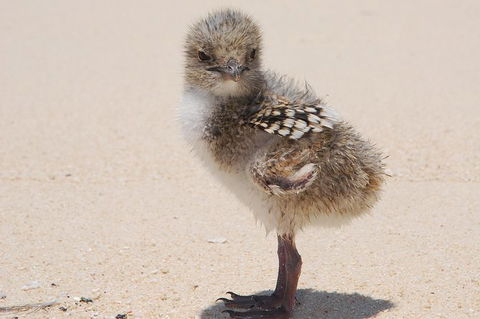 Ocean Spirit Michaelmas Cay Dive And Snorkel Cruise From Palm Cove - Accommodation Directory 6