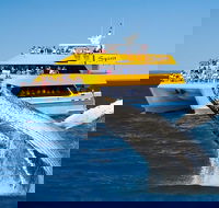 Spirit of Hervey Bay Whale Watching Cruise - Accommodation Directory