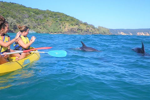 Half-Day Kayak With Dolphins And 4WD Beach Drive From Rainbow Beach - Accommodation Directory 1