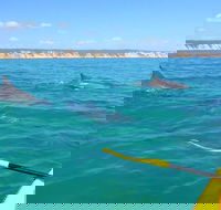 Half-Day Kayak with Dolphins and 4WD Beach Drive from Rainbow Beach - Accommodation Directory
