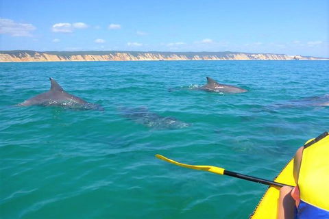 Half-Day Kayak With Dolphins And 4WD Beach Drive From Rainbow Beach - Accommodation Directory 0
