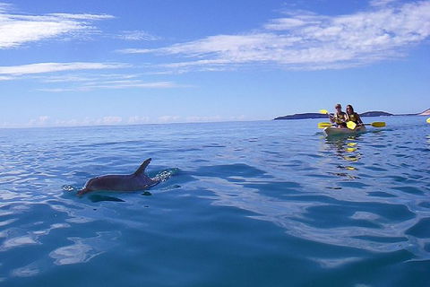Half-Day Kayak With Dolphins And 4WD Beach Drive From Rainbow Beach - Accommodation Directory 9