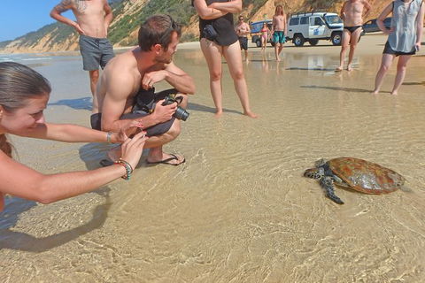 Half-Day Kayak With Dolphins And 4WD Beach Drive From Rainbow Beach - Accommodation Directory 11
