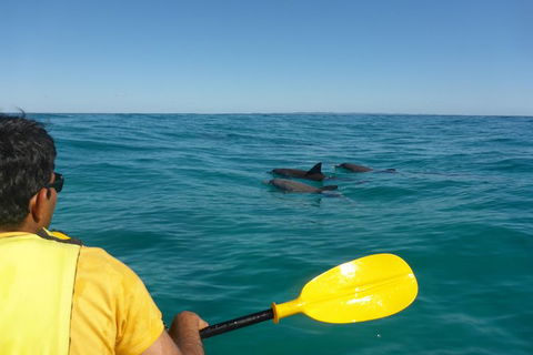 Half-Day Kayak With Dolphins And 4WD Beach Drive From Rainbow Beach - Accommodation Directory 6