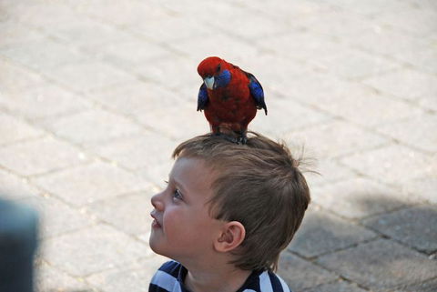 O'Reilly's Lamington National Park And Treetop Canopy Tour - Accommodation Directory 7