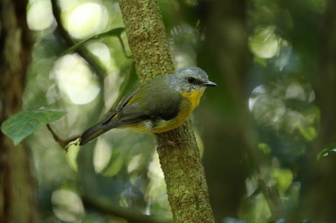 O'Reilly's Lamington National Park And Treetop Canopy Tour - Accommodation Directory 3