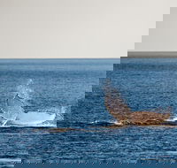 Whale Watching Ocean Tour - Accommodation Directory