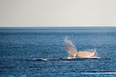 Whale Watching Ocean Tour - Accommodation Directory 0